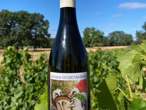 Vin d'Alon en vigne
